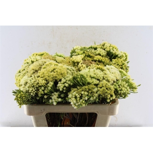 Kaaps Nebelia Palacea