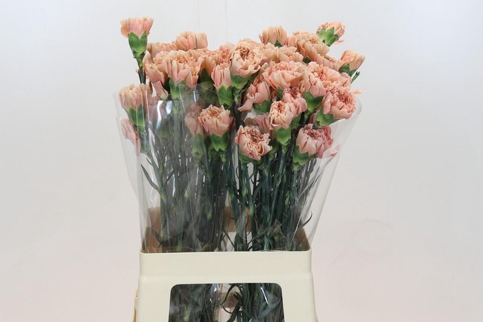 <h4>Dianthus St Honey</h4>