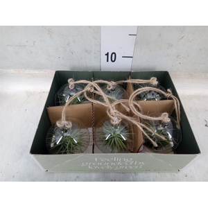 Arr.  Tillandsia L%