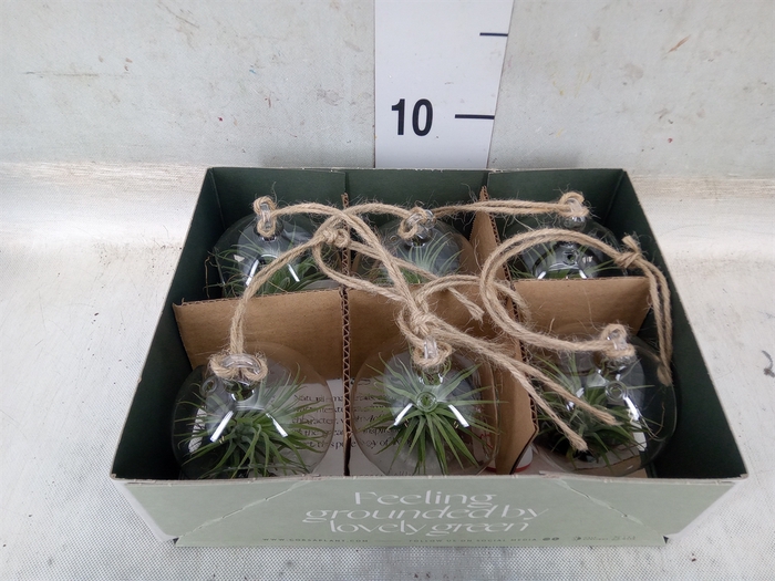 <h4>Arr.  Tillandsia L%</h4>