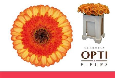 <h4>Ge Mi Colori</h4>