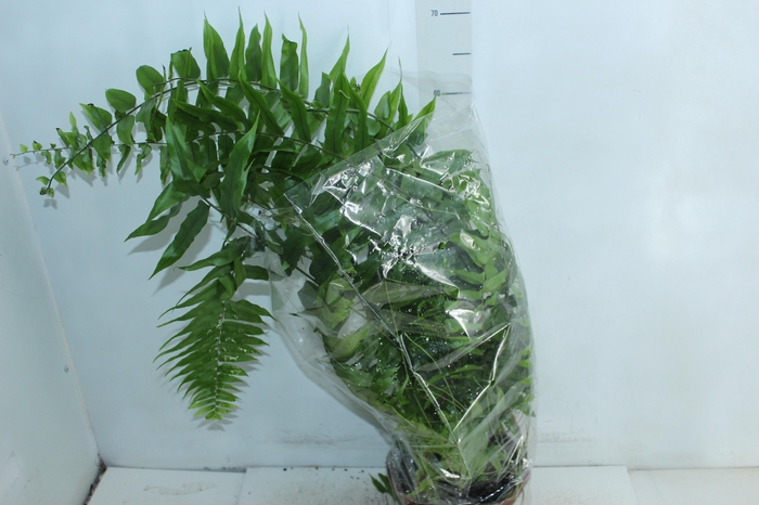 <h4>SAM. HOLANDESA C21</h4>