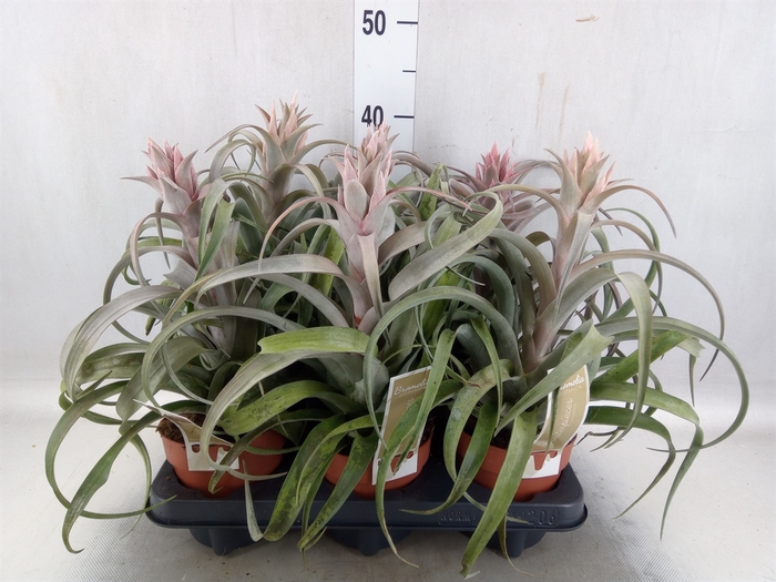 Tillandsia