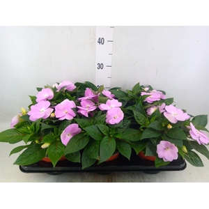 Impatiens NG 'ColPow Lavender'