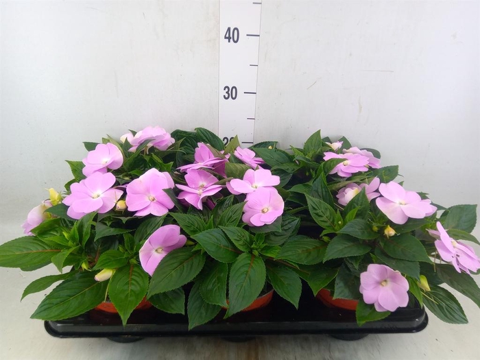 <h4>Impatiens NG 'ColPow Lavender'</h4>