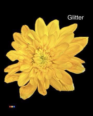 <h4>Chr T Euro Yellow + Glit Bio</h4>