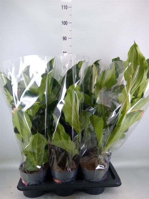 <h4>Medinilla magn.</h4>