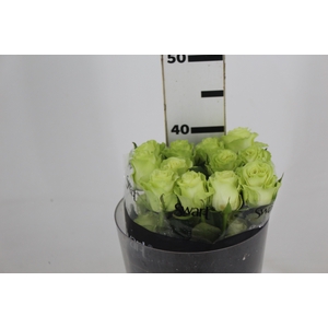 ROSA WASABI 040 CM VERDE ESTUFA