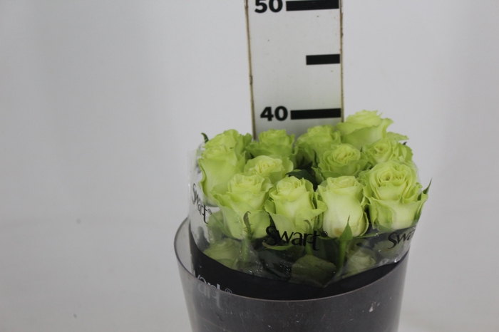 <h4>ROSA WASABI 040 CM VERDE ESTUFA</h4>