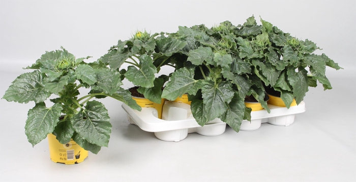 <h4>Helianthus stadium 0</h4>