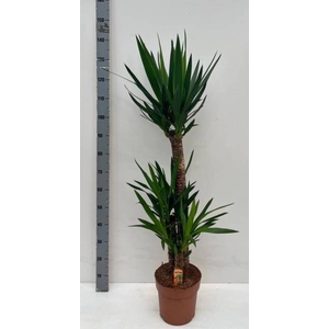 Yucca 24Ø 140cm 3Head