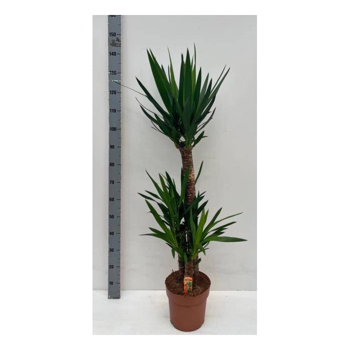 <h4>Yucca 24Ø 140cm 3Head</h4>