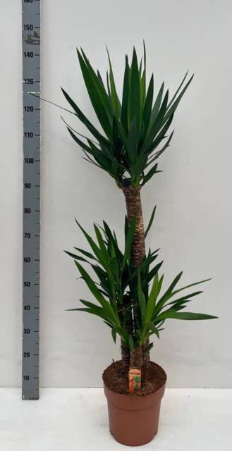 Yucca 24Ø 140cm 3Head