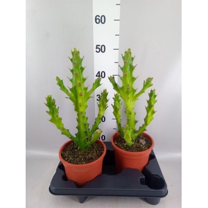 Euphorbia   ...