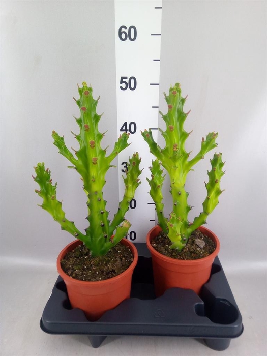 <h4>Euphorbia   ...</h4>