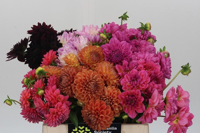 Dahlia Gemengd in fust