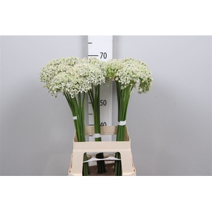 Allium Nigrum
