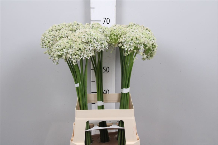 <h4>Allium Nigrum</h4>