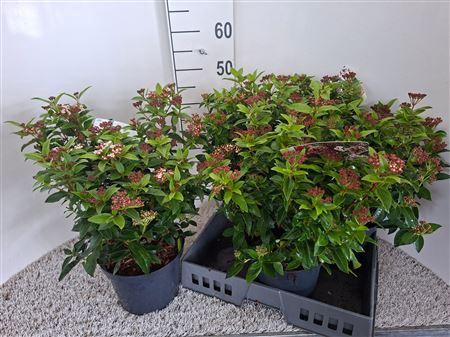 <h4>Vibu Tinus Eve Price</h4>