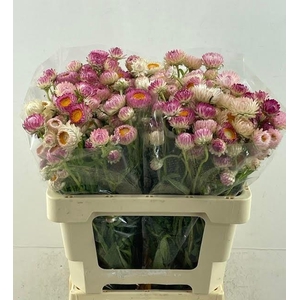 HELICHRYSUM OV