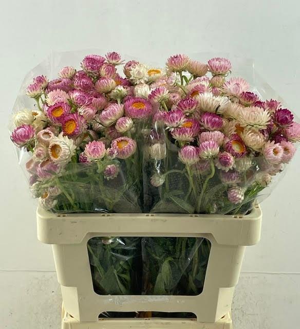 <h4>HELICHRYSUM OV</h4>