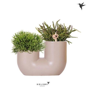 Kolibri Greens Rhipsalis mix in Tube pot sand