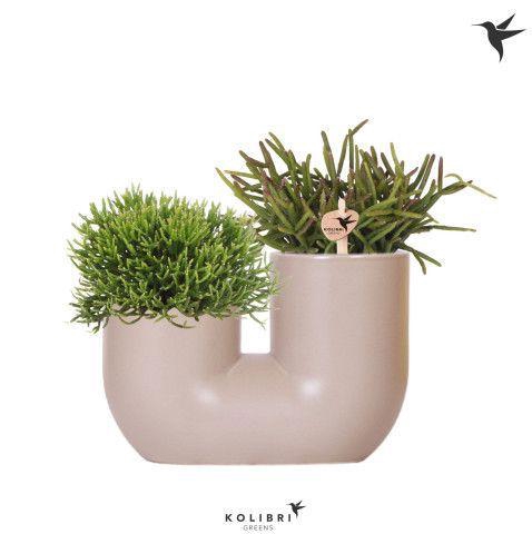 <h4>Kolibri Greens Rhipsalis mix in Tube pot sand</h4>