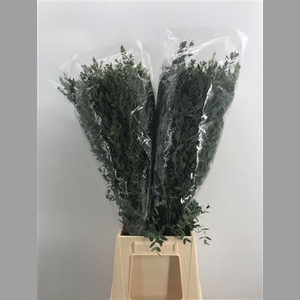 Euca Parvifolia 300