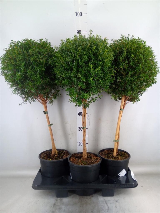 <h4>Myrtus communis</h4>