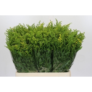 Solidago Golden Glory