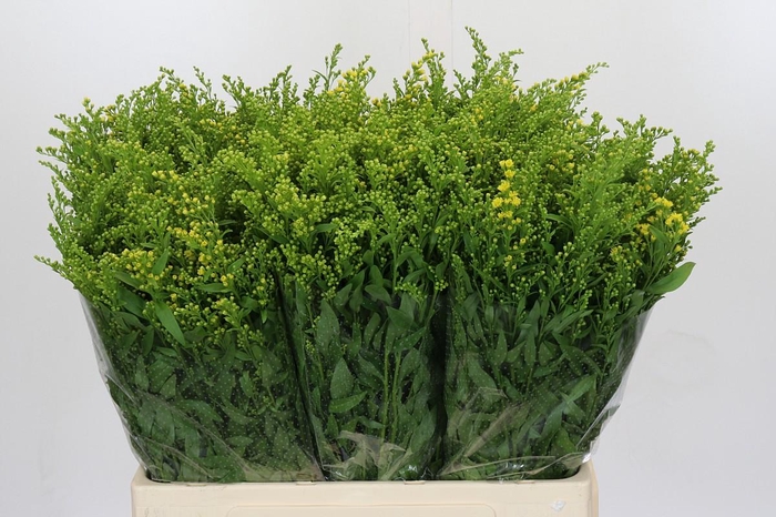 <h4>Solidago Golden Glory</h4>