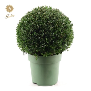 Ilex crenata Ball Ø50cm P33