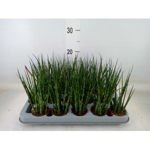 Sansevieria  'Fernwood'