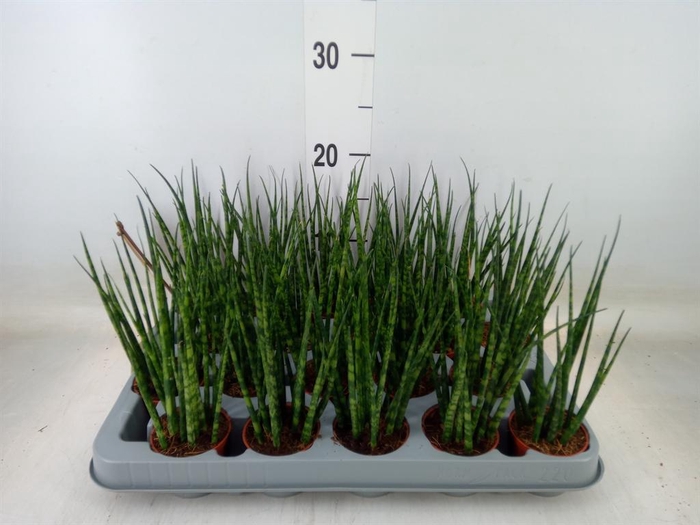 <h4>Sansevieria  'Fernwood'</h4>