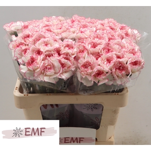 Di St Pastel Damascu