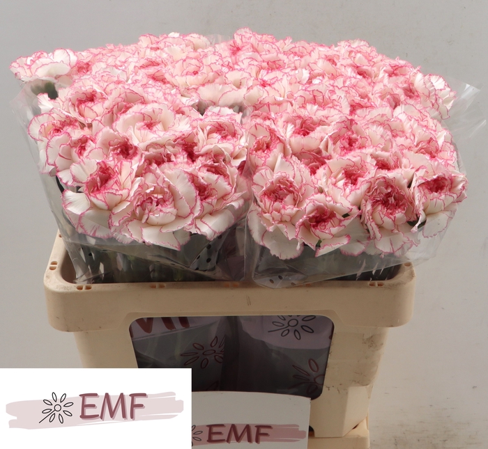 <h4>DI ST PASTEL DAMASCUS</h4>