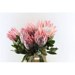 Protea Cynaroides