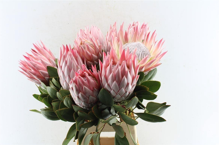 <h4>Protea Cynaroides</h4>