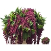 Amaranthus Caudatus Rosary
