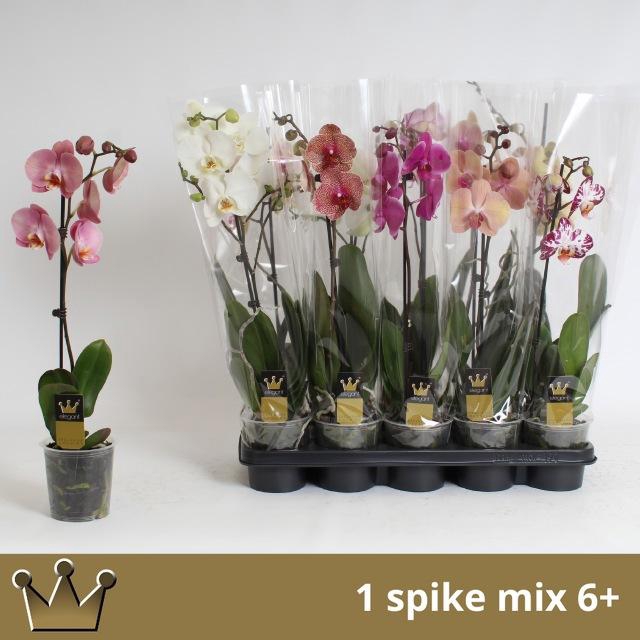 <h4>PHAL GEM 7 KL</h4>