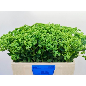 SEDUM SPECTABILE