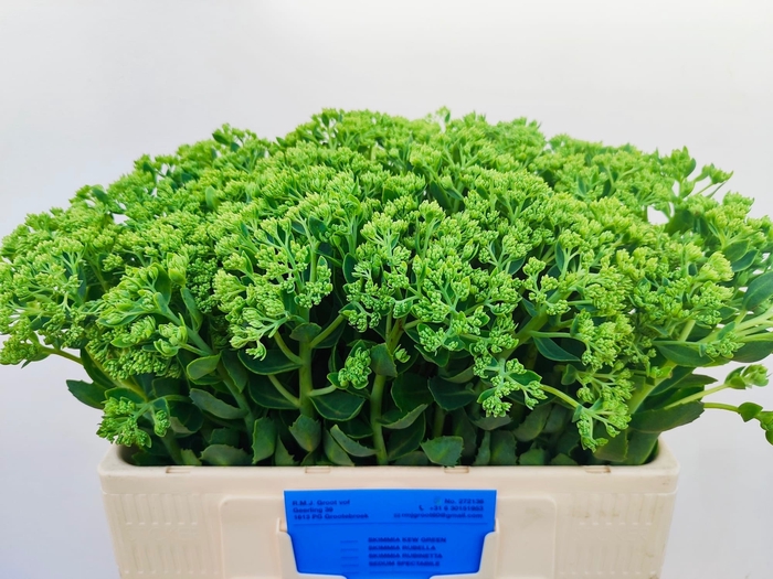 <h4>SEDUM SPECTABILE</h4>