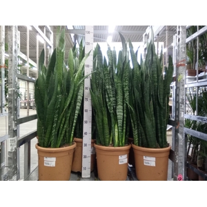 Sansevieria zeylanica