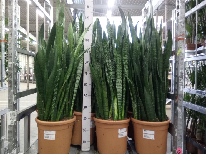 <h4>Sansevieria zeylanica</h4>