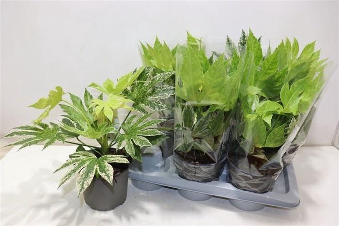 <h4>FATSIA VARIEGATA</h4>