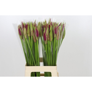 Nerine Mister Nick