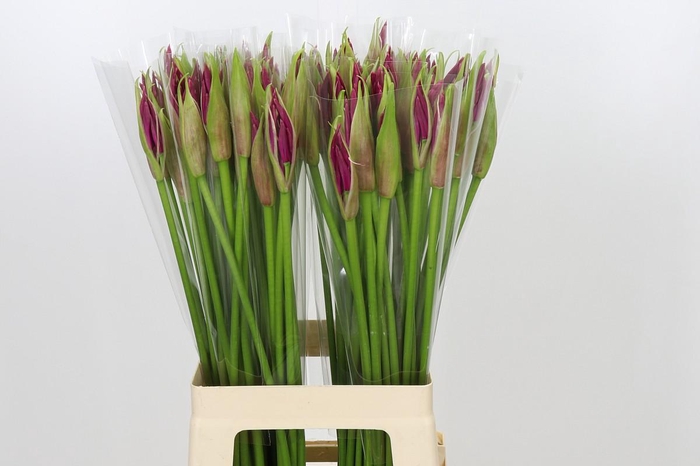 <h4>Nerine Mister Nick</h4>