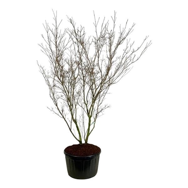 <h4>Cornus kousa 'China Girl'</h4>