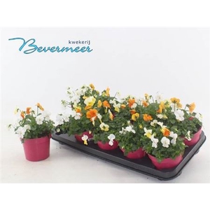 VIO CO EM MM AMSTERD stock