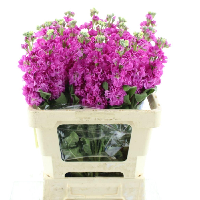 Matth Iron Deep Pink